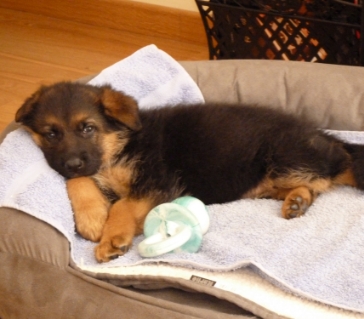 Cachorro tumbado en un cojín