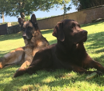 Dos perros tumbados en un jardín